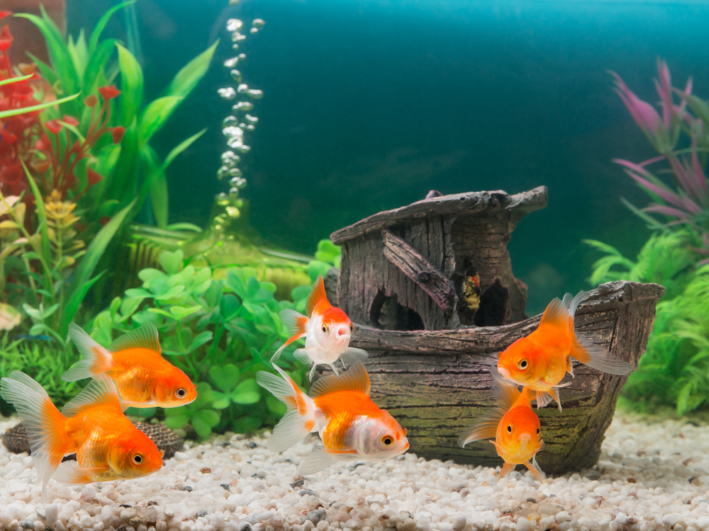 aquarium_fish_goldfish